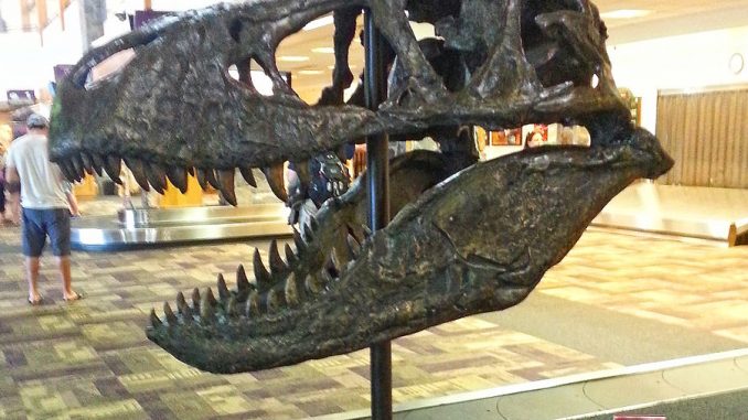 Tyrannosaur_skull_-_bozeman_airport_-_2013-07-02_(9194953319)
